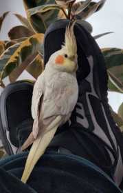 Lost Cockatiel