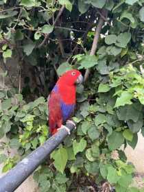 Lost Eclectus