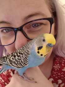 Lost Budgerigar