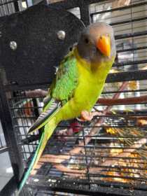 Lost Plum-Headed Parakeet