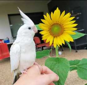 Lost Cockatiel