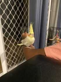 Lost Cockatiel