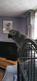 Lost African Grey