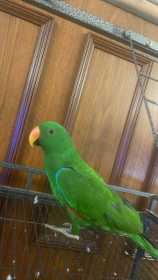 Lost Eclectus