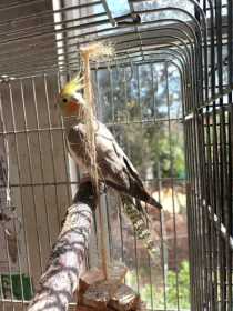 Lost Cockatiel