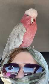 Lost Galah Cockatoo