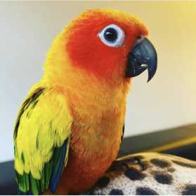 Lost Conure