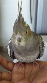 Lost Cockatiel