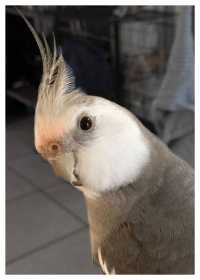Lost Cockatiel