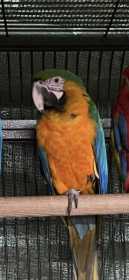 Lost Macaw