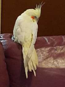 Lost Cockatiel