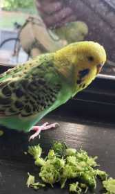 Lost Budgerigar