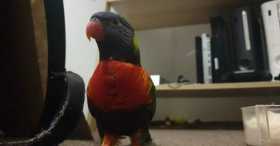 Lost Lory / Lorikeet