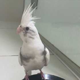 Lost Cockatiel