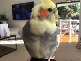 Lost Cockatiel