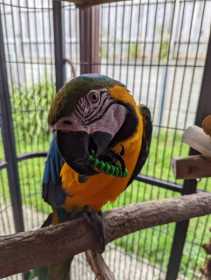 Lost Macaw