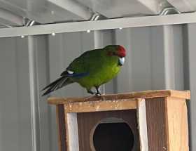 Lost Kakariki