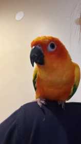 Lost Conure