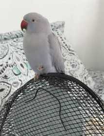 Lost Indian Ringneck Parakeet