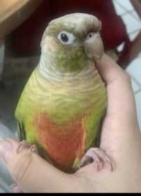 Lost Conure