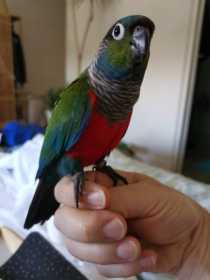 Lost Conure