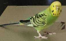 Lost Budgerigar