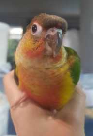 Lost Conure