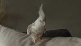 Lost Cockatiel