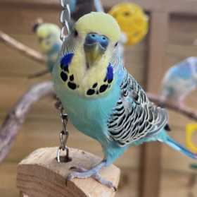 Lost Budgerigar