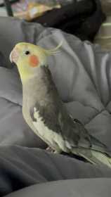 Lost Cockatiel