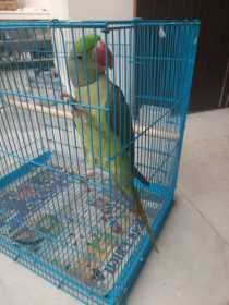 Lost Alexandrine