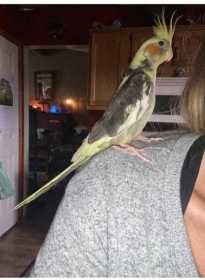 Lost Cockatiel