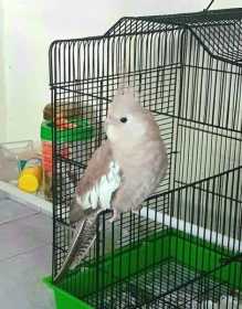 Lost Cockatiel