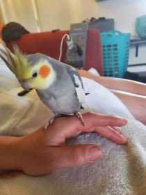 Lost Cockatiel