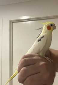 Lost Cockatiel