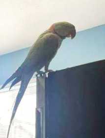 Lost Alexandrine