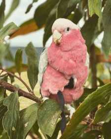 Lost Galah Cockatoo