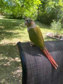 Lost Conure