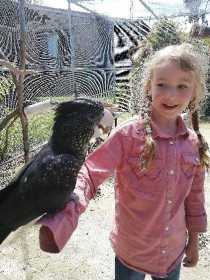 Lost Black Cockatoo