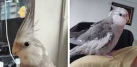 Lost Cockatiel