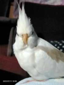 Lost Cockatiel