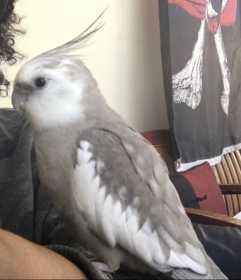 Lost Cockatiel