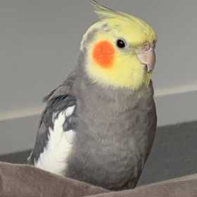 Lost Cockatiel