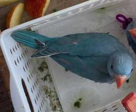Lost Indian Ringneck Parakeet