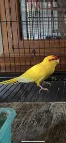 Lost Kakariki
