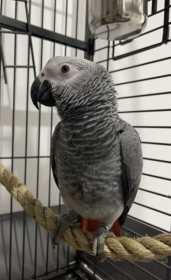 Lost African Grey