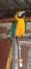 Lost Macaw