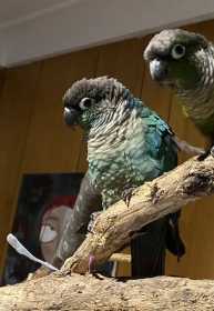 Lost Conure