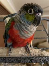 Lost Conure