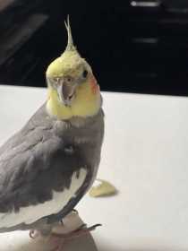 Lost Cockatiel